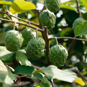 【ふるさと納税】【2026年1月上旬 ※北海道は3月上旬発送】宮古島産アテモヤ約1kg(2〜6個入り)CV07