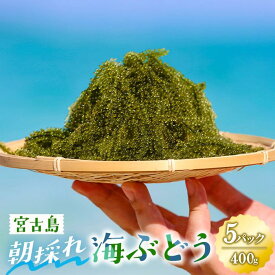 【ふるさと納税】宮古島朝採れ海ぶどう（5パック）｜新鮮直送 プチプチ食感 沖縄土産（FL003）