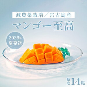 【ふるさと納税】《先行予約》沖縄県宮古島産 減農薬栽培マンゴー 2kg【優品】|贈答用・糖度14度以上!|琉球マルシェ|贈答優品数量限定マンゴーフルーツ名産品ご当地人気ギフトプレゼ