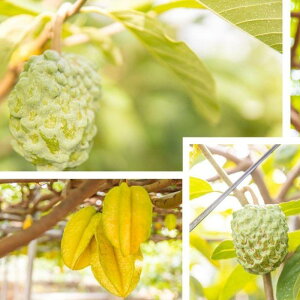 【ふるさと納税】【2026年2月発送 ※北海道は3月上旬発送】宮古島産 南国フルーツセット(アテモヤ2個、スターフルーツ1個)CV08