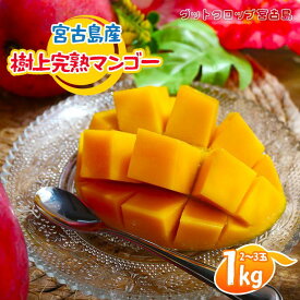 【ふるさと納税】＜2026年夏発送＞ 宮古島産樹上完熟マンゴー1kg（2～3玉）グットクロップ宮古島（SG001）
