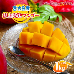 �y�ӂ邳�Ɣ[�Łz��2026�N�Ĕ����� �{�Ó��Y���㊮�n�}���S�[1kg�i2�`3�ʁj�O�b�g�N���b�v�{�Ó��iSG001�j