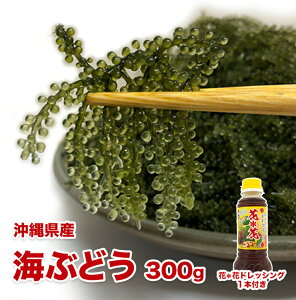 yӂ邳Ɣ[ŁzVNICԂǂ300g