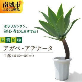 【ふるさと納税】アガベ・アテナータ I アガベアテナータ アガベ あがべ 多肉植物 観葉植物 室内植物 植物 沖縄県 南城市