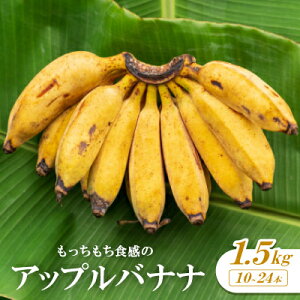 【ふるさと納税】【2026年1月から順次発送】もっちもち食感のアップルバナナ1.5kg(10〜24本)【1578861】