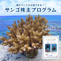 楽天市場】沖縄 珊瑚の通販