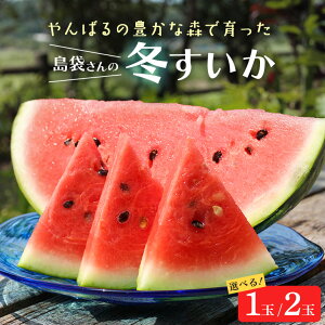 yӂ邳Ɣ[Łzy2026N2`3̔z܂̓~XCJIׂ 1`2(1ʂ3.5`4.5kg)yzsnFzyG1577664z