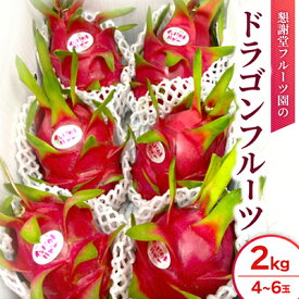 【ふるさと納税】【2026年7月下旬から順次発送】懇謝堂フルーツ園のドラゴンフルーツ2kg(4～6玉)_ドラゴンフルーツ ピタヤ 沖縄県産 国産 南国フルーツ トロピカルフルーツ 完熟 甘い 新鮮 産地直送 フルーツギフト お取り寄せ 家庭用 贈答用 果物 夏フルーツ【1726883】
