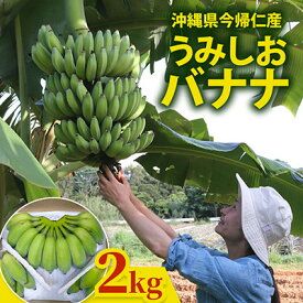 【ふるさと納税】【2026年6月上旬から順次発送】今帰仁産のうみしおバナナ2kg【1732928】
