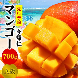 【ふるさと納税】 今帰仁マンゴーA級　700g【先行予約】【2024年6月～8月頃発送】生産者直送