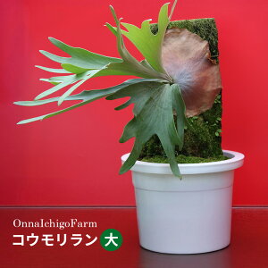 yӂ邳Ɣ[ŁzyOnnaIchigoFarmzRE uv܂́uv  RE rJNV_ A OA wS Ή ACeA ϗtA Y vgMtg ΂