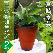 楽天市場】ヘゴの木の通販
