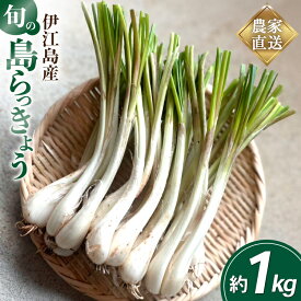 【ふるさと納税】 【期間限定発送】島らっきょう 生 約 1kg [畑シンカ 沖縄県 伊江村 ie47bde250000] 島ラッキョウ しまらっきょう 野菜 やさい 浅漬け 漬物 らっきょうみそ◎