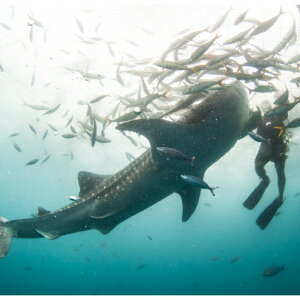 yӂ邳Ɣ[Łzu݂ȂňĂWxGUv琬t