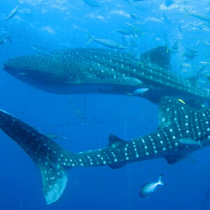 yӂ邳Ɣ[Łzu݂ȂňĂWxGUv琬tWxGUOX{[gD2t