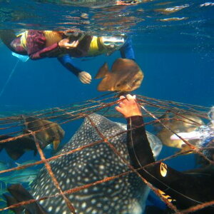 yӂ邳Ɣ[Łzu݂ȂňĂWxGUv琬tiWxGUVm[Pp1tj