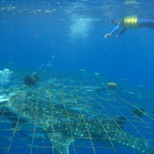 yӂ邳Ɣ[Łz唗́IWxGU Vm[P3l