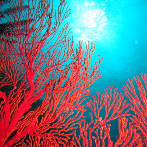 �y�ӂ邳�Ɣ[�Łz�y�ނ�ʁ[���z����C�x�X�g�|�C���g�E�t�@���_�C�r���O�i2�_�C�u�j��3���l����