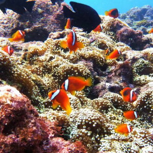 yӂ邳Ɣ[ŁzyCHABA GuazN}m~p_CXi2lǰ_CrO Z C  ǒJ TS