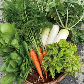 【ふるさと納税】【有機JAS認証】本然農園の採れたて野菜セット5kg【配送不可地域：離島】【1779474】