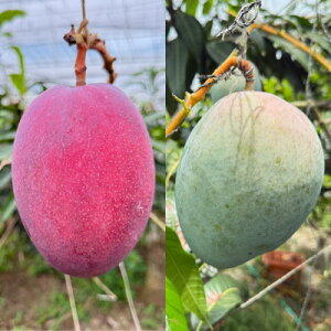 �y�ӂ邳�Ɣ[�Łz�y�������Œ����ցz2026�N�����}���S�[2��̐H�ה�׃Z�b�g �S2��_�}���S�[ �A�[�E�B�� �L�[�c �}���S�[�H�ה�� ����}���S�[ ����� ���n �����p�}���S�[ �����}���S�[