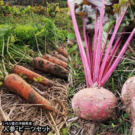 【ふるさと納税】いもり屋の沖縄県産　人参・ビーツセット　合計4kg