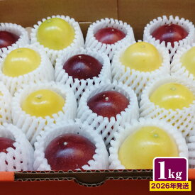 【ふるさと納税】【2026年発送】沖縄からの贈り物　美らパッションの宝石箱1kg