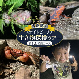 【ふるさと納税】【渡嘉敷村】】ナイトビーチ 生き物探検ツア 渡嘉敷島 約1.5時間コース ガイドツア | リゾート 沖縄 渡嘉敷村 とかしき 観光 旅行 トラベル ホテル クーポン チケット 予約 宿泊 おすすめ 人気 春 夏 秋 冬