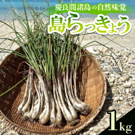 【ふるさと納税】慶良間諸島の自然味覚 島らっきょう 1kg【1625152】