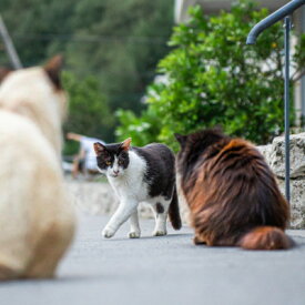 【ふるさと納税】沖縄県の小さな離島座間味村で暮らす島ねこポストカード【1656419】