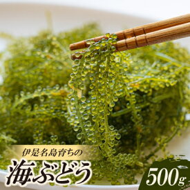【ふるさと納税】伊是名島育ちの海のグリーンキャビア 海ぶどう 500g【1660058】