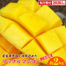 【ふるさと納税】【先行受付】【2026年発送】屋宜原農園が丹精込めた「アップルマンゴー」ご家庭用・白箱 約2kg - 先行予約 沖縄県産 産地直送 南国フルーツ 旬の味覚 季節の果物 ご自宅用 沖縄マンゴー 沖縄県 八重瀬町