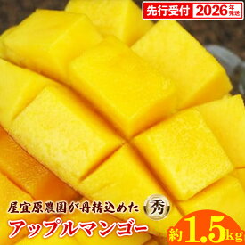 【ふるさと納税】【先行受付】【2026年発送】屋宜原農園が丹精込めた「アップルマンゴー」秀約1.5kg - 先行予約 沖縄県産 産地直送 南国フルーツ 旬の味覚 季節の果物 贈り物 ギフト 沖縄県 八重瀬町