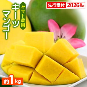 yӂ邳Ɣ[Łzystzy2026Nz}g_ L[c}S[1kg - Yn Y Y ʕ t[c 썑t[c {̖o Ǐn s\ ̖ lC   