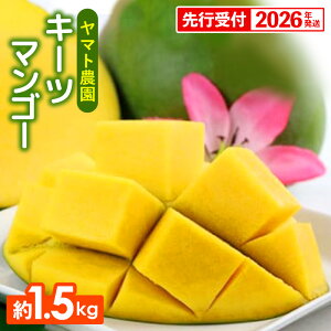 yӂ邳Ɣ[Łzystzy2026Nz}g_ L[c}S[1.5kg - Yn Y Y ʕ t[c 썑t[c {̖o Ǐn s\ 󏭎 lC   