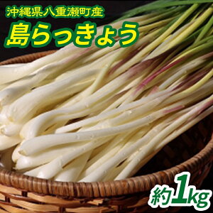 yӂ邳Ɣ[Łzystzy2026NzꌧdY 傤1kg - Y 傤 Ð|Ђ Е VՂ `v[ L@͔|  