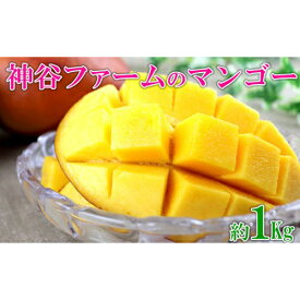 【ふるさと納税】【2020年発送】神谷ファームのマンゴー約1Kg
