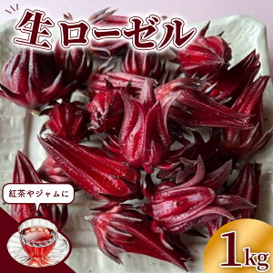 yӂ邳Ɣ[Łzystz[[1L - 2025N11ȍ~ nCrXJX[[ tbV n[u r^~ ~l NG_ AgVAj |tFm[ Y 