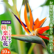 楽天市場】ストレリチア 極楽鳥 花の通販