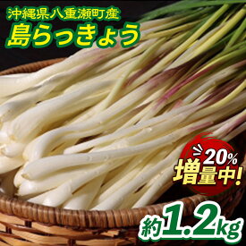 【ふるさと納税】【先行受付】【2026年発送】沖縄県八重瀬町産 島らっきょう約1.2kg - 国産 生らっきょう 甘酢漬け 漬物 天ぷら チャンプルー 有機栽培 おすすめ 送料無料