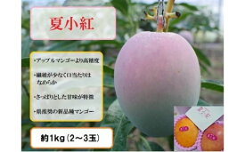 【ふるさと納税】2025年 先行予約 マンゴー 夏小紅 約1kg 2〜3玉 ますみ農園 甘味 スッキリ 果物 フルーツ　【果物・フルーツ・マンゴー・夏小紅・約1kg】　お届け：2025年7月中旬〜8月上旬