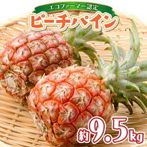yӂ邳Ɣ[ŁzIׂeʁ2026N s\ ͔|Ԓ _sgp s[`pC 3kg`9.5kg i\ Z GRt@[}[F ͔|Ԓ _sgp \ Z GRt@