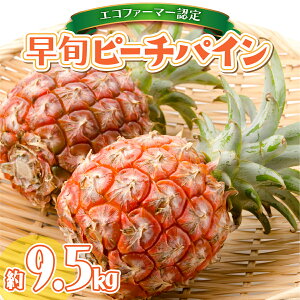 yӂ邳Ɣ[ŁzIׂeʁ2026N s\ ͔|Ԓ _sgp Ă܂ő҂ȂI{ s[`pC 3kg`9.5kg \ GRt@[}[F