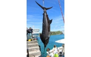 yӂ邳Ɣ[Łz{Ő[JWLۂ1{𒼑 G004 NJWL JWL}O 100kg p[eB ^ߍ  Ƌg  hg JWL}O 炠 g g 