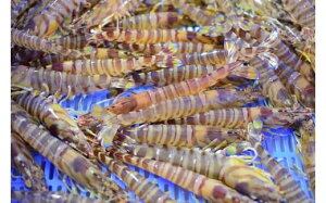 yӂ邳Ɣ[Łz̎ԊCV LԊCV Ⓚ 250g×3pbN v750g ^ߍ  ^ߍ ԃGr N}Gr Ԃ ܂ GrtC uߕ g aH mH {B j N