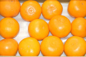 2026N2\ ꌧY͂܂ ݂ g 1.2kg`5kg M`3LTCY ol ~J   ӂ邳Ɣ[ ł͂܂ S10