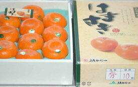 2025年2月分予約 佐賀県産 贈答用 はまさき 麗紅 みかん 約2.5kg8～15個 産地化粧箱入