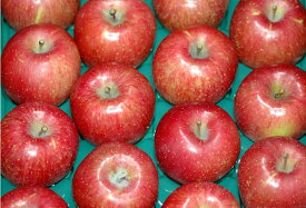 2024年11月分予約 低農薬 サンふじ りんご 4.5kg 小玉 18～20個 リンゴ 林檎 さんふじ サンフジ ギフト SSS