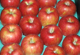 2024年10月分予約 長野産 りんご シナノスイート 贈答用 秀品 10kg 32個～40個入 リンゴ 林檎 S10