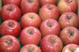 12月分予約 減農薬 サンふじ りんご B品 約9kg 24～46個入 長野 リンゴ 林檎 さんふじ サンフジ 小山 産地直送 SSS